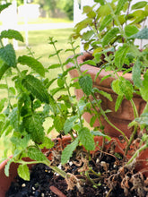 Load image into Gallery viewer, Custom Tea Blend - 15 Tea Bags