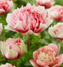 Load image into Gallery viewer, Peony & Peach